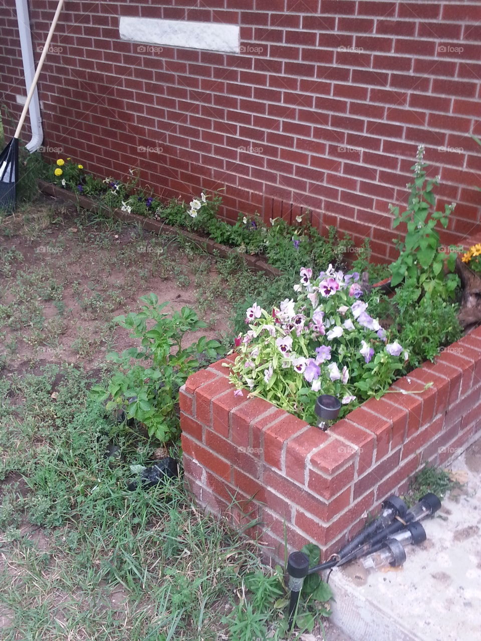 A small first time flower garden and potato plant
