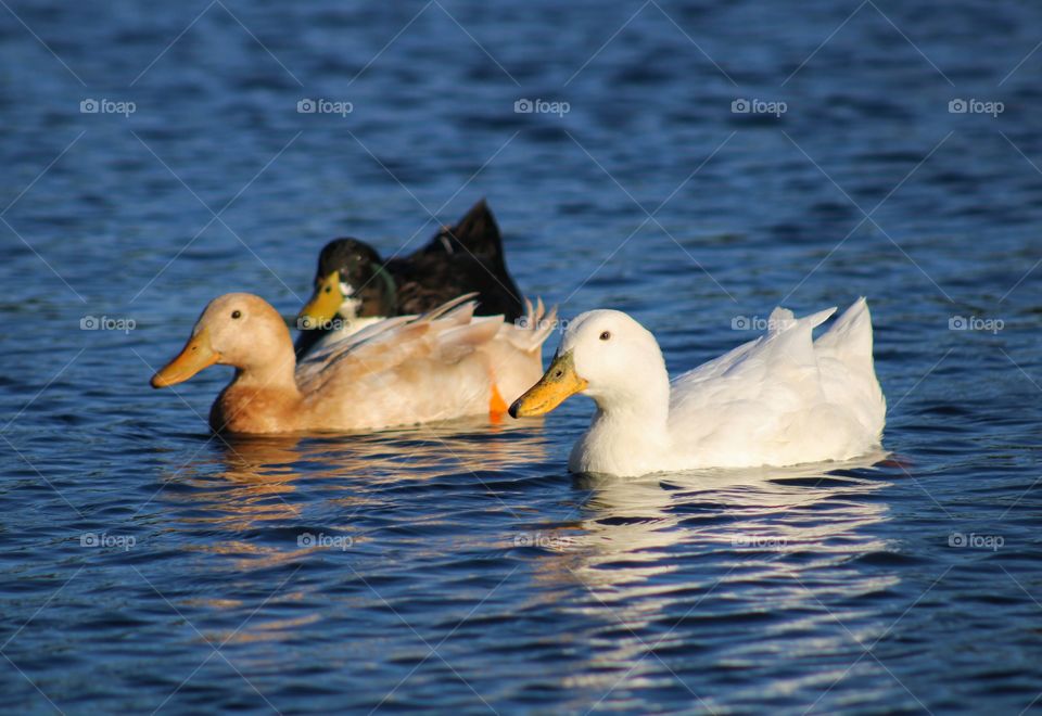 three ducks are swimming