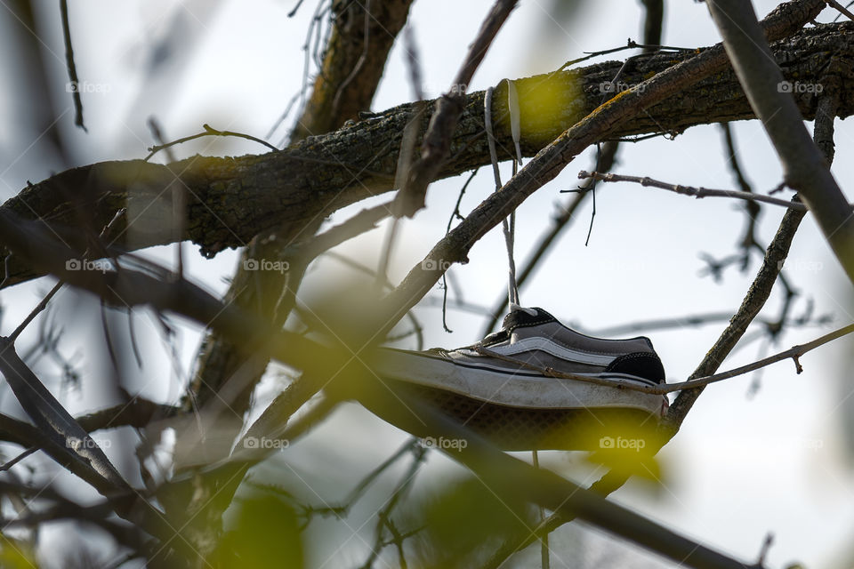 A pair of shoes hanging from a tree beside a highway