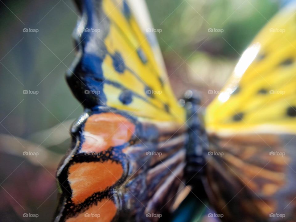 colorful butterfly in autumn colors