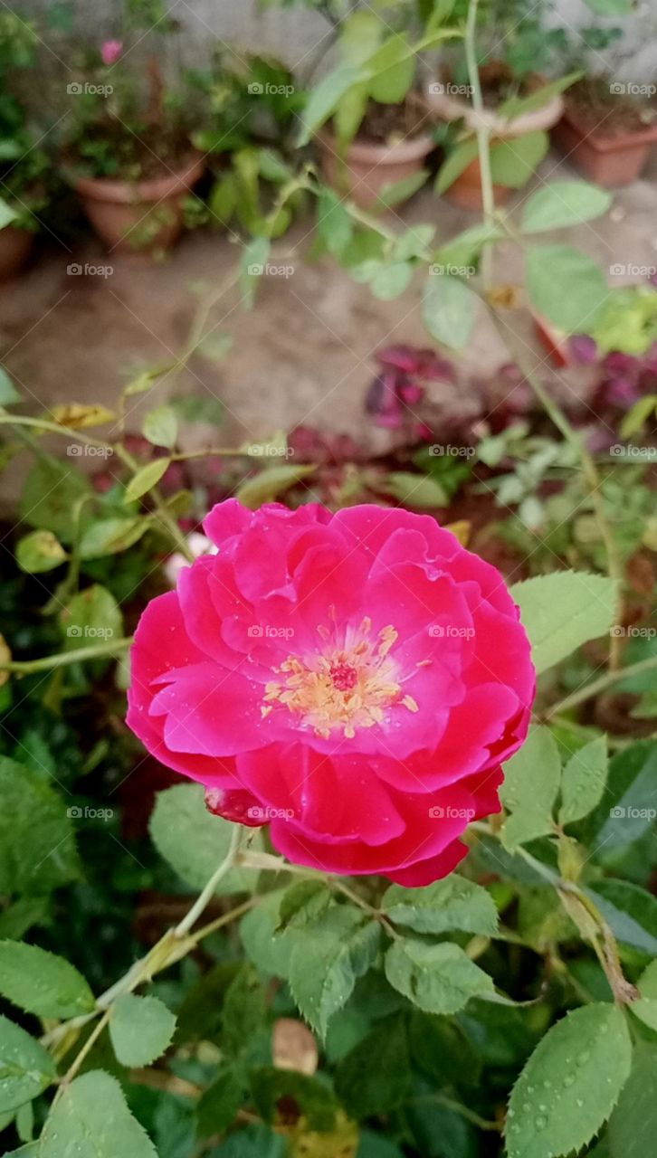 Beautiful flower red rose flower nice rose flower colour unique look and so pretty colour of rose
