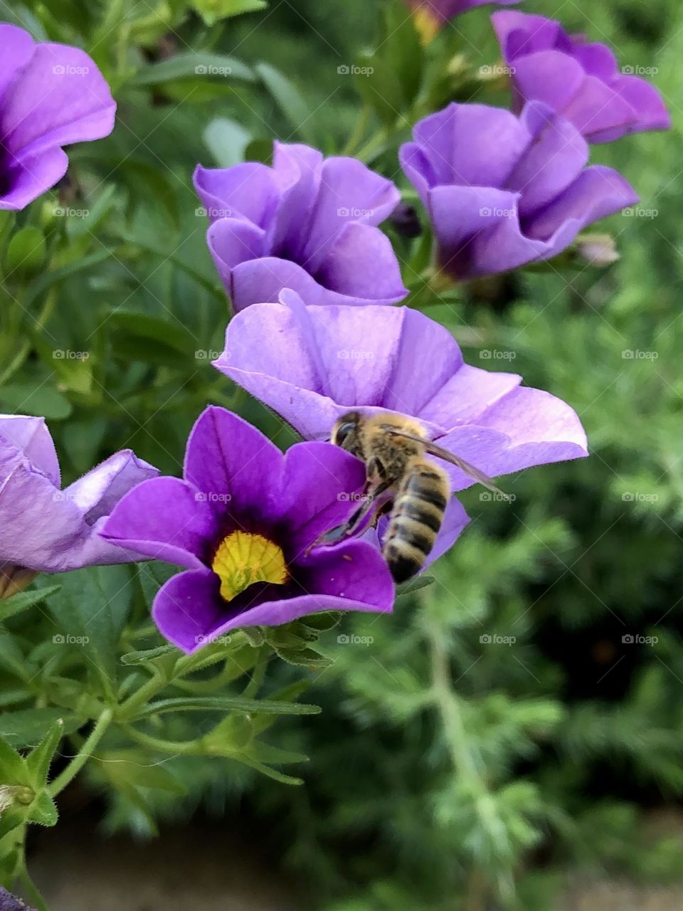 Pretty purple petunia flowers honey bee pollination backyard summer gardening patio plants container garden neighborhood landscaping wildlife insects nature bumblebee wings leaves foliage pollen