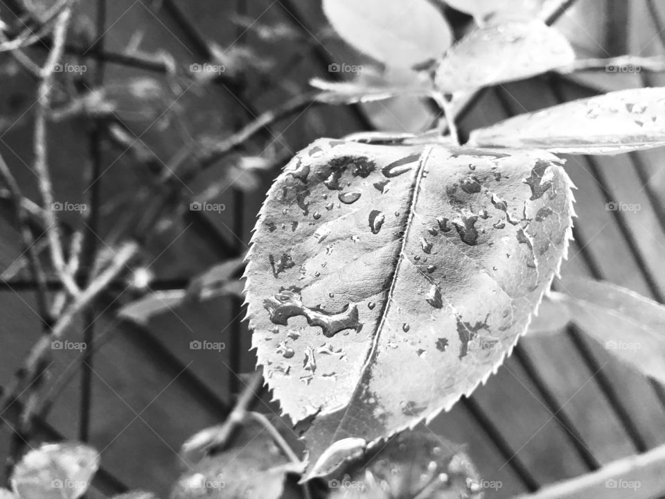 leaves with raindrops (noir effect)
