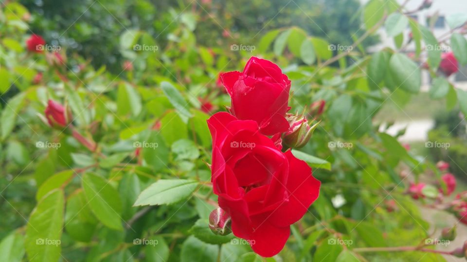 red rose alta vila park