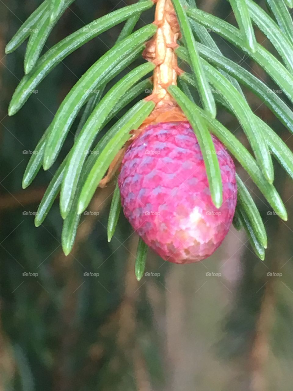 buds on spruce