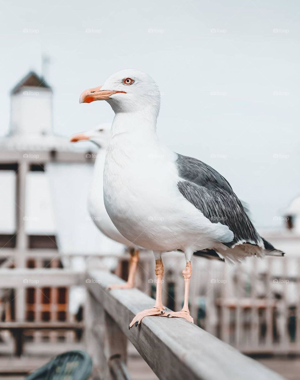 nice bird, flying bird, nice urban wildlife