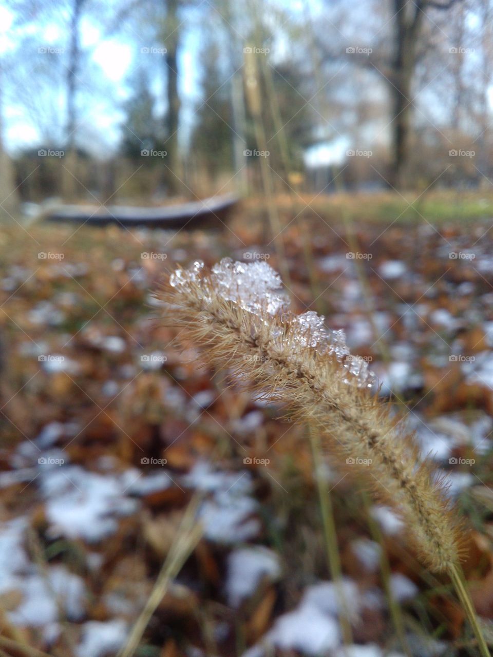 winter beauty