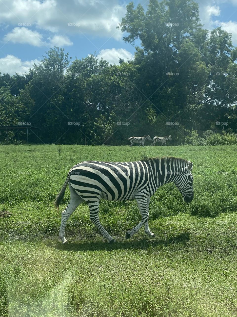 Zebra