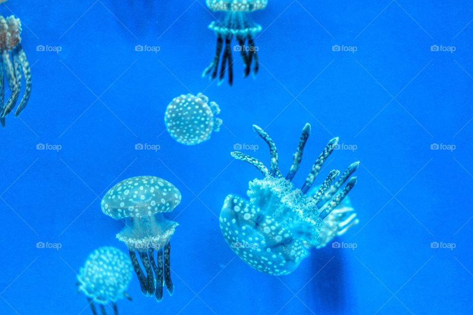 Jellyfish in blue sea