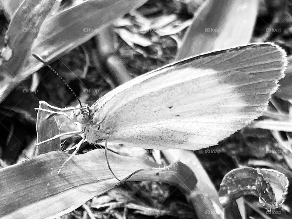 Borboleta refugiada no capim, dia nublado com pouca luz. Foto preto e branco.