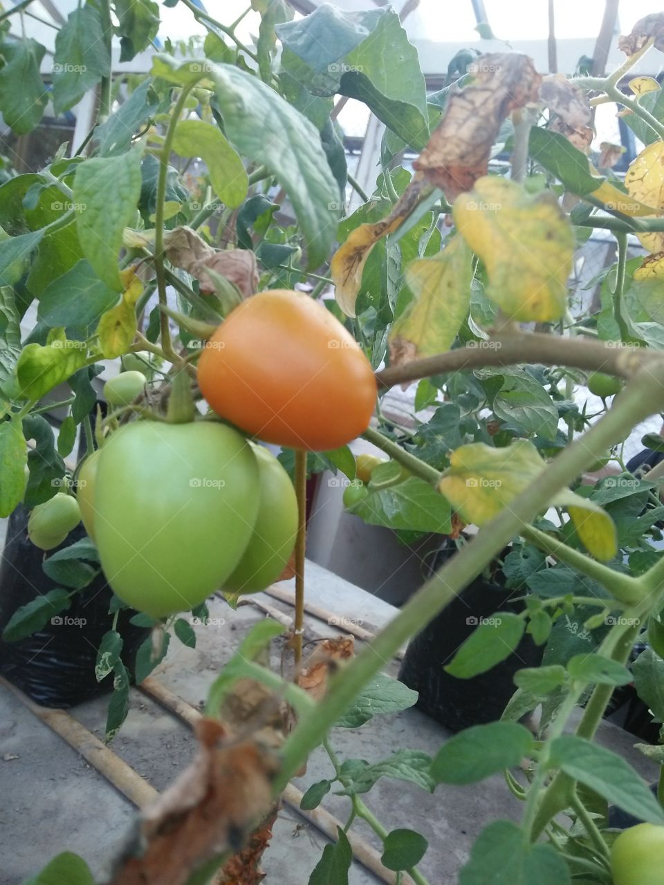 tomato