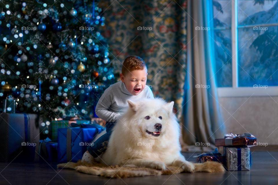 Little boy with Samoyed dog at Christmas Eve 