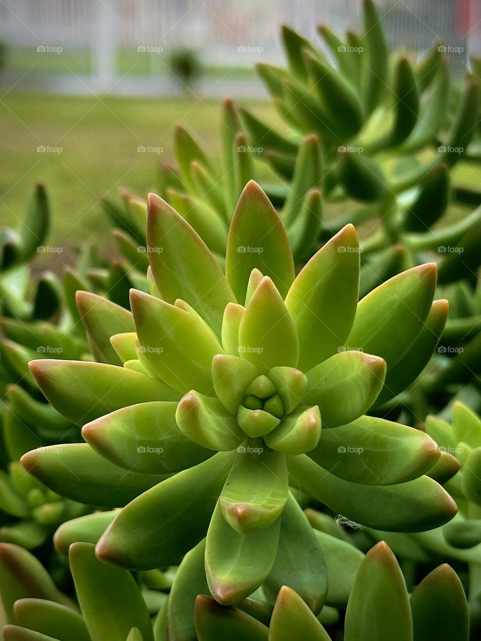 Green and colored sedum flower portrait.