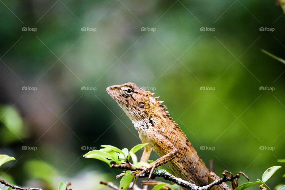 Oriental garden lizard on branches and looking at the photographer 