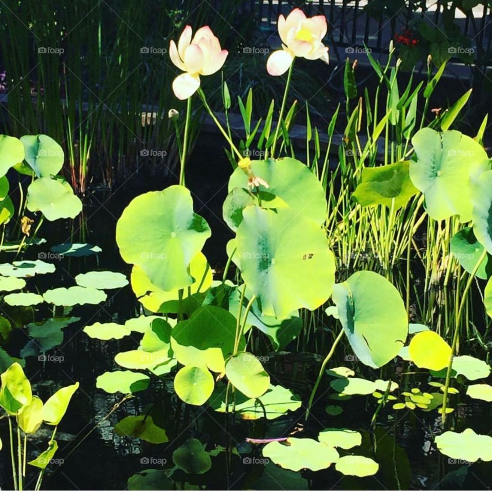 Lily pads flowers green water