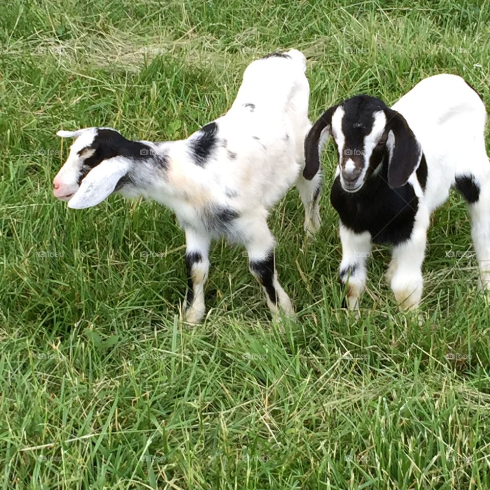 Baby goat twins