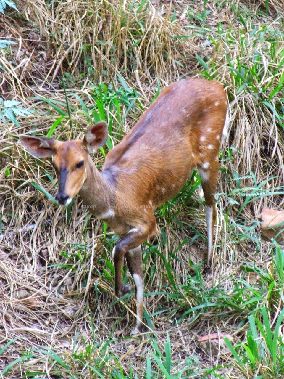 Beautiful muntjac in the forest