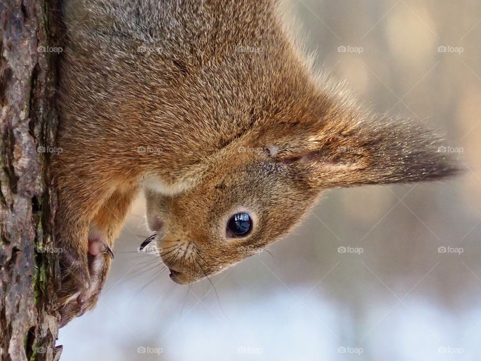 Squirrel