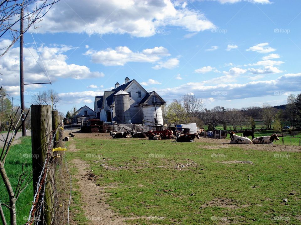 Farmhouse, barn, silo & cows on hot summer day. The cows are all lying down in large field. Pic taken from street.