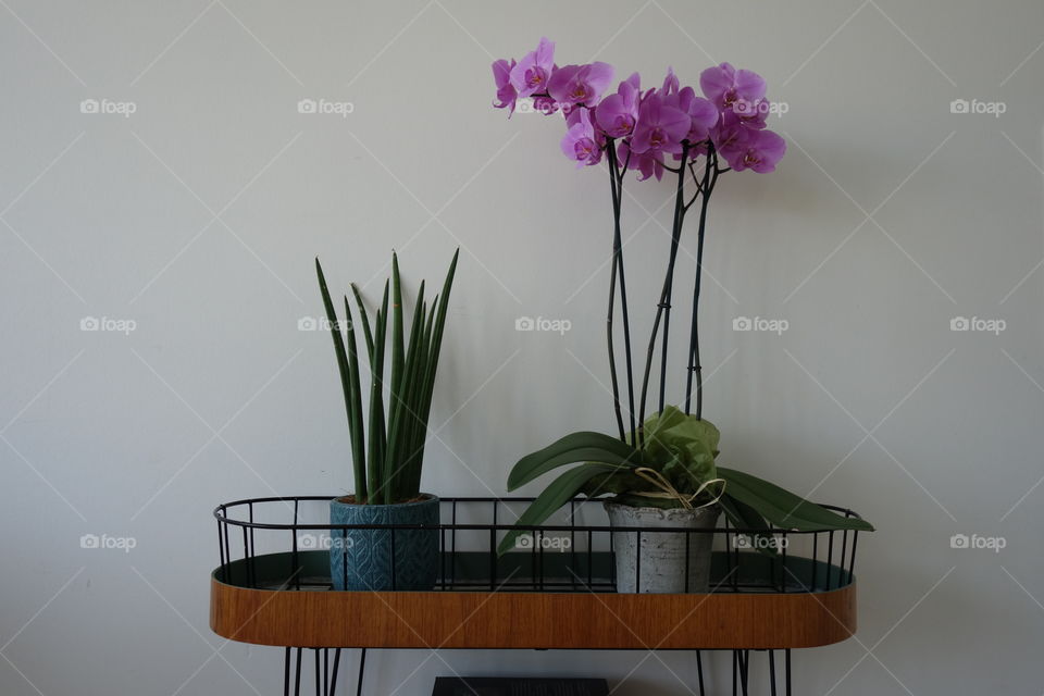 House plants in pots