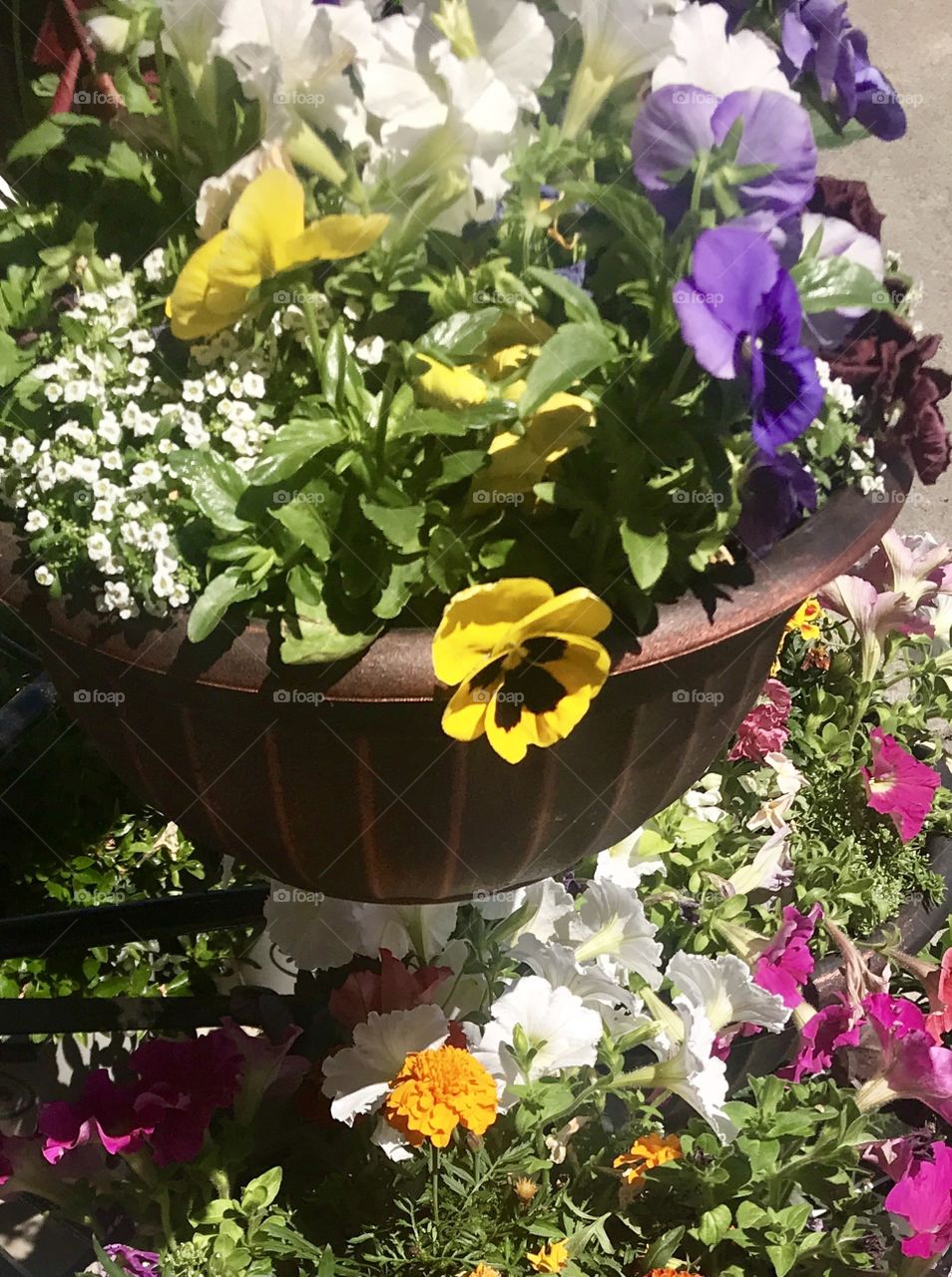 Colorful Plants in a brown pot outside in the natural sunlight. 