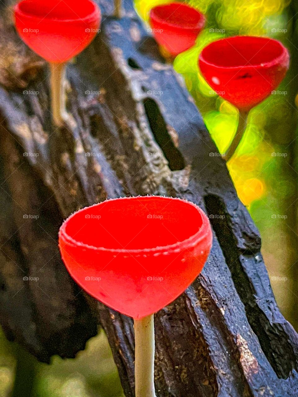 Macro view of a wild red mushrooms on an old bark in the forest 