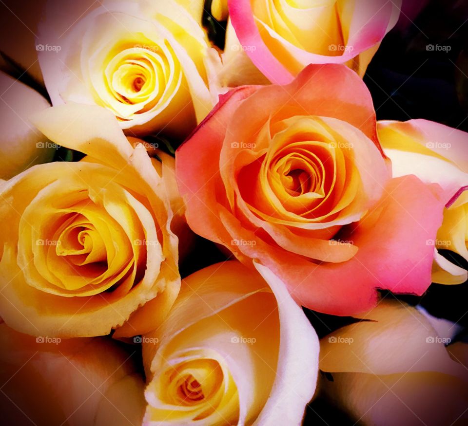 Pink and yellow roses
