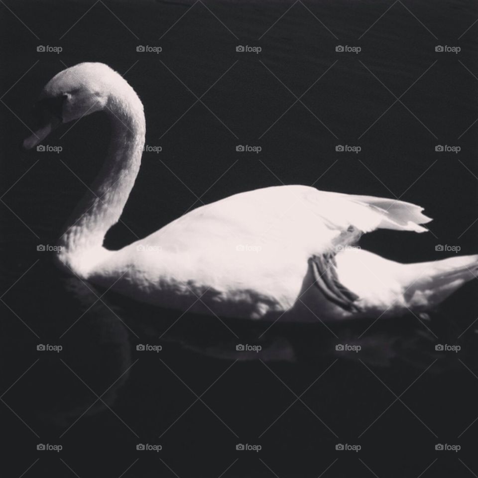 Swan