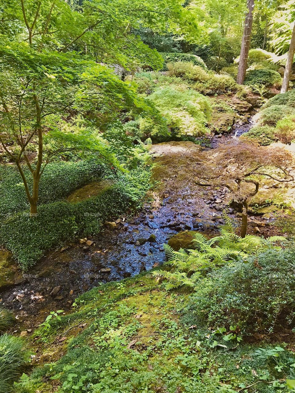 A shallow river or stream cutting through a lush, green wooded area. There is a lot of natural beauty coming through from the plant life and foliage, all lit by natural sunlight. 