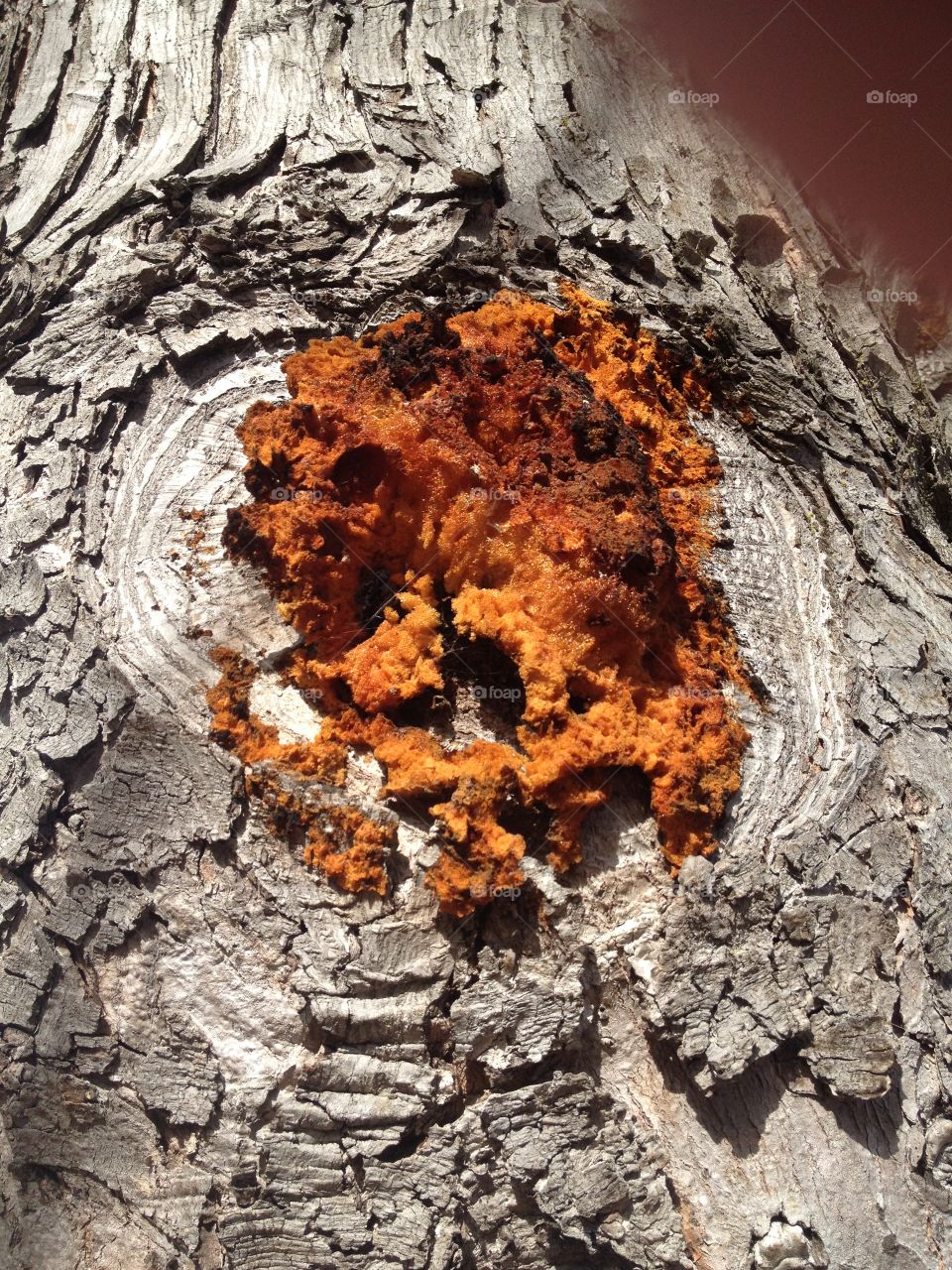 Intricacies . Knob of tree with orange fungi