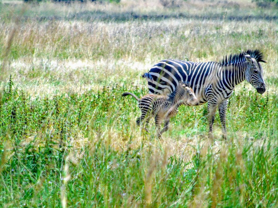 Zebra with a calf