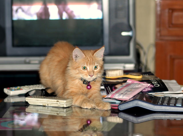 cat on the table