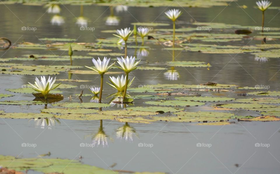 Reflection of lotus flower on lake