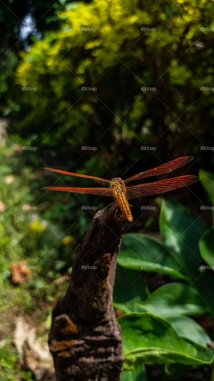 Red dragonfly on the stump