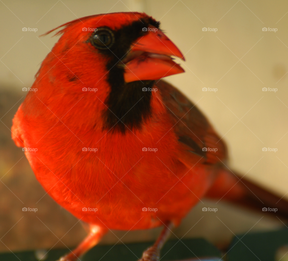 red animal bird male by lightanddrawing