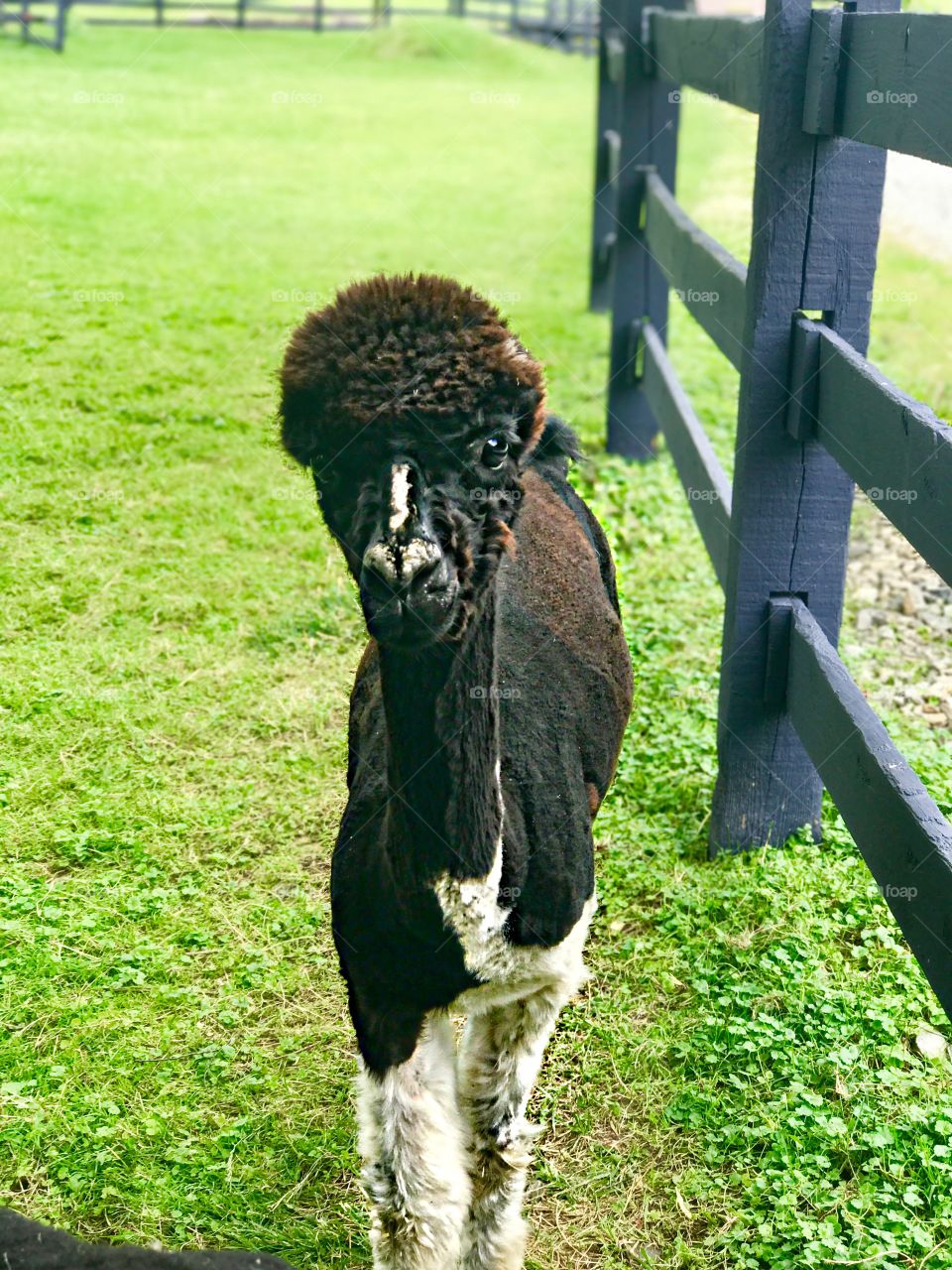 Summertime pets, alpaca, Sugarcreek Ohio