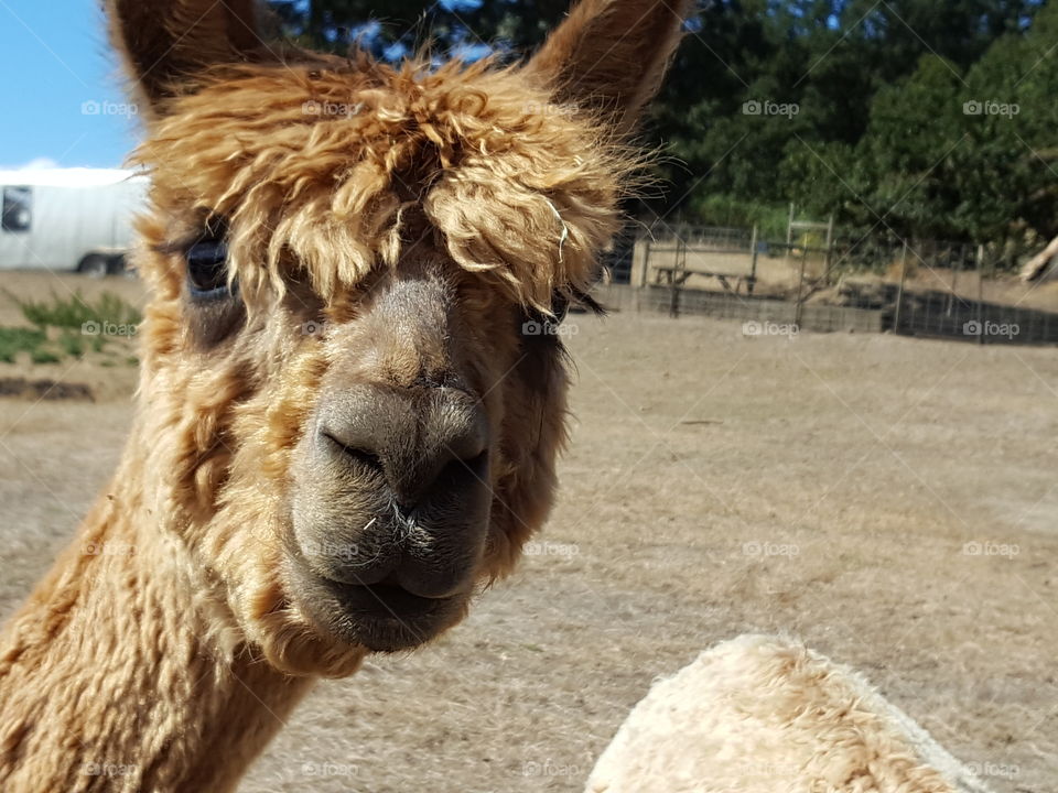 Close-up of alpaca