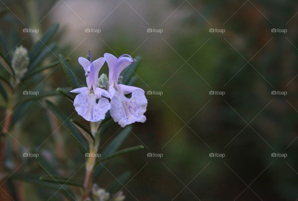 Rosemary Blossom