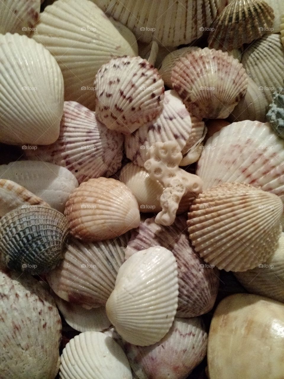 shells