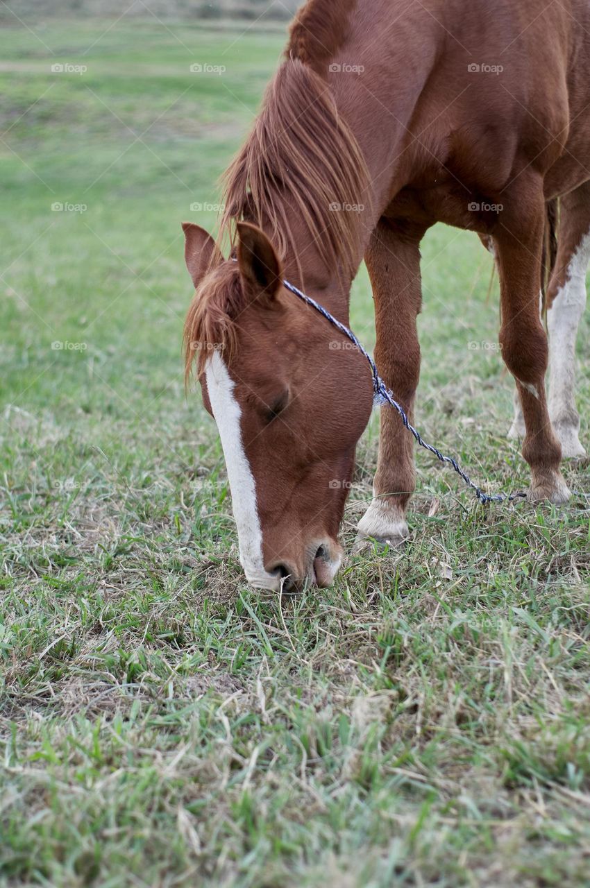 brown horse with white spots grazing in green meadow.