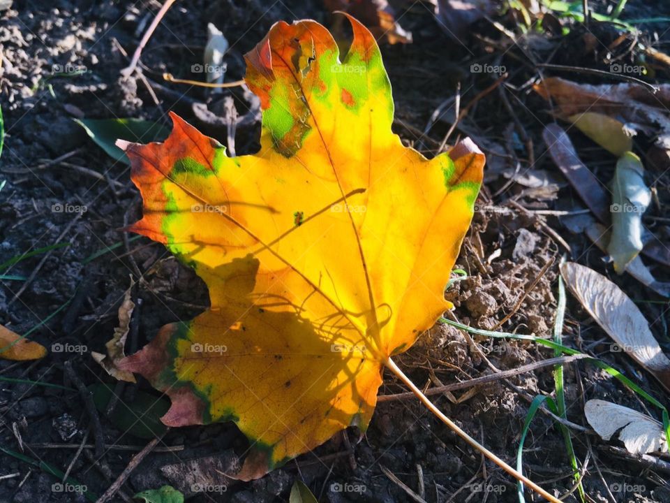 Рисунок листвы