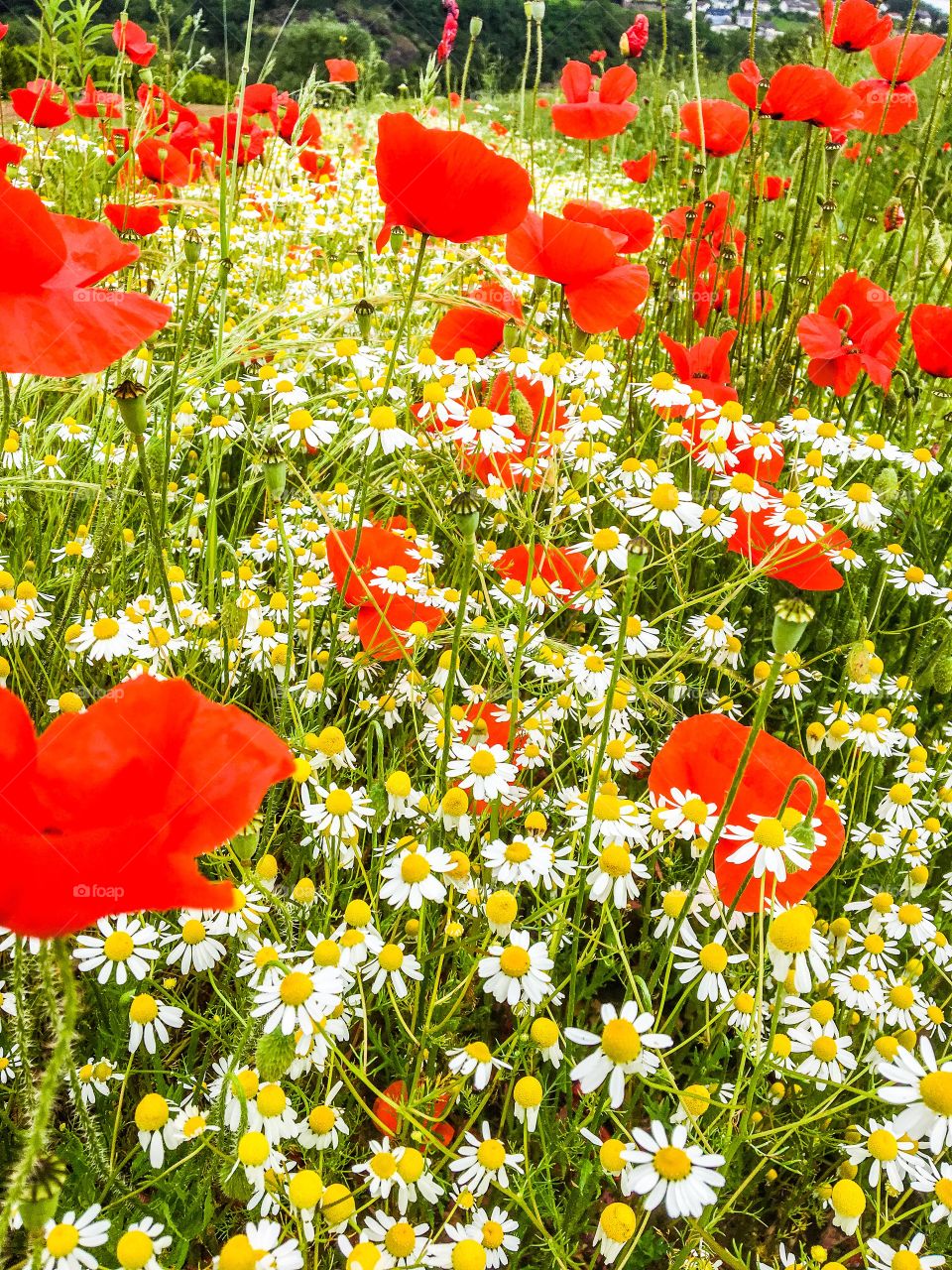 Wild Flowers Field 