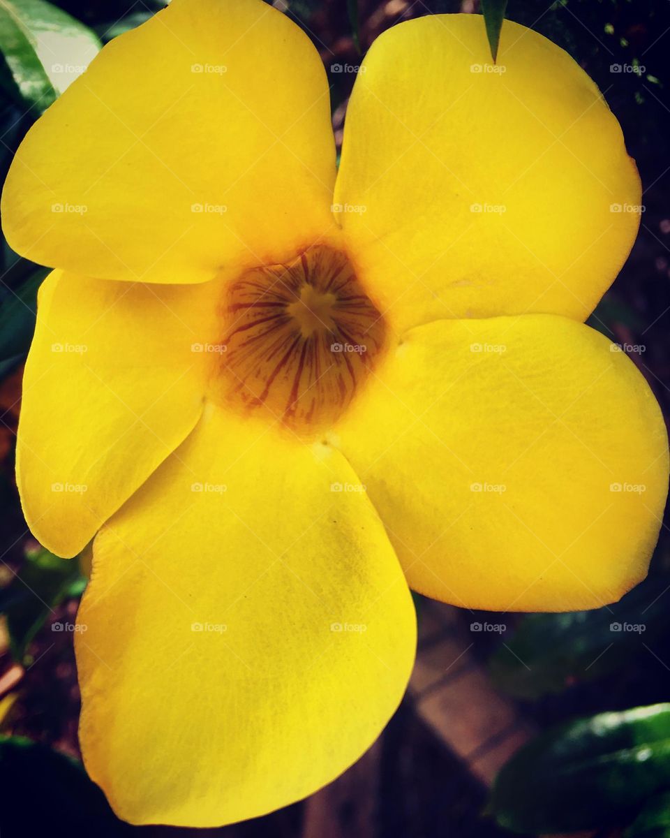 MIMO / HIBISC - 🇺🇸 Very beautiful flowers to brighten our day.  Live nature and its beauty. Did you like the delicate petals? / 🇧🇷 Flores muito bonitas para alegrar nosso dia. Viva a natureza e sua beleza. Gostaram das pétalas delicadas? 