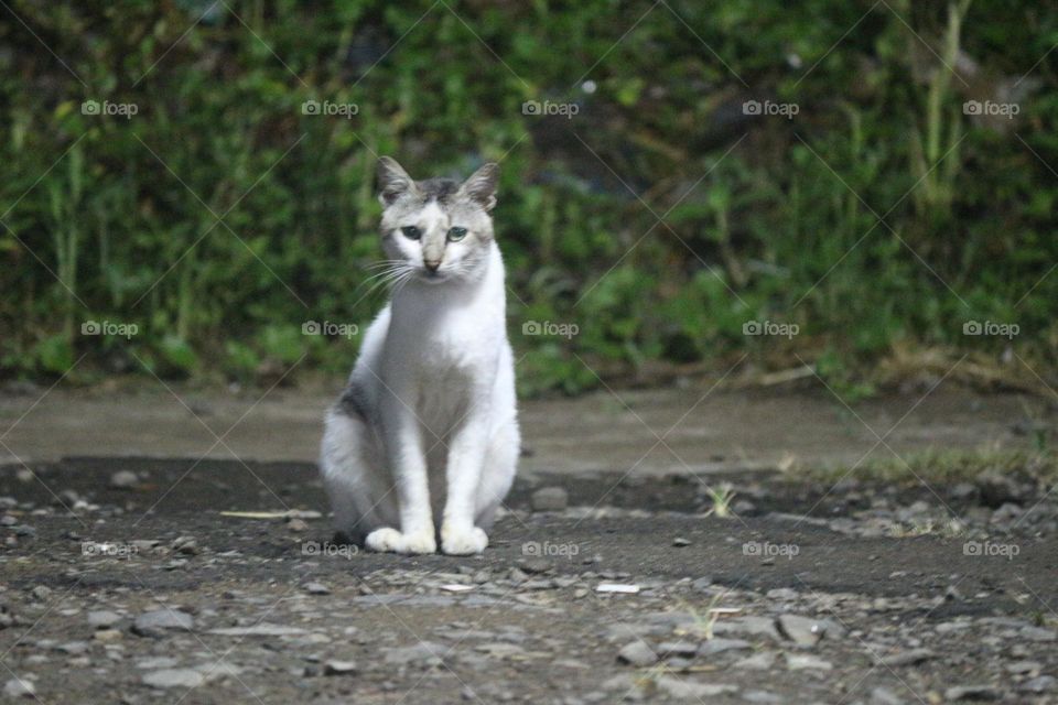 White Cat