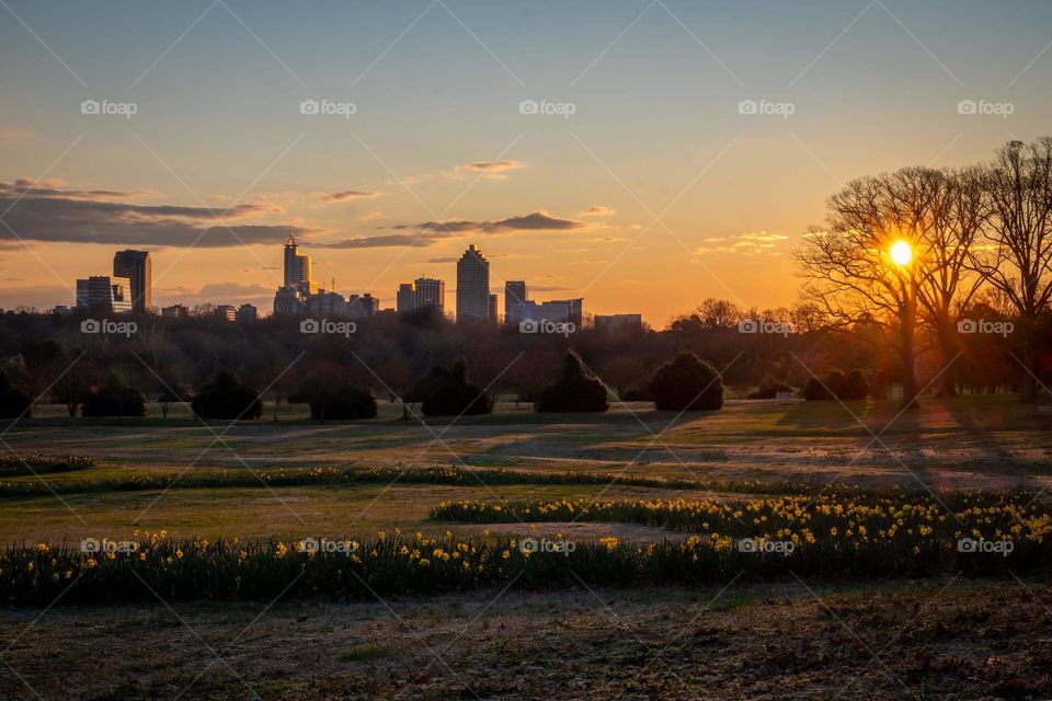 An annual display of a huge swath of blooming daffodils at Dorothea Dix Park marks the start of spring in Raleigh, North Carolina. 