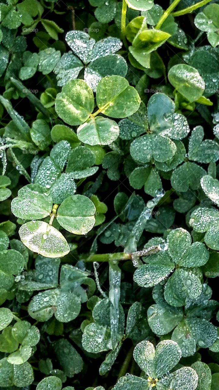 frosted clovers