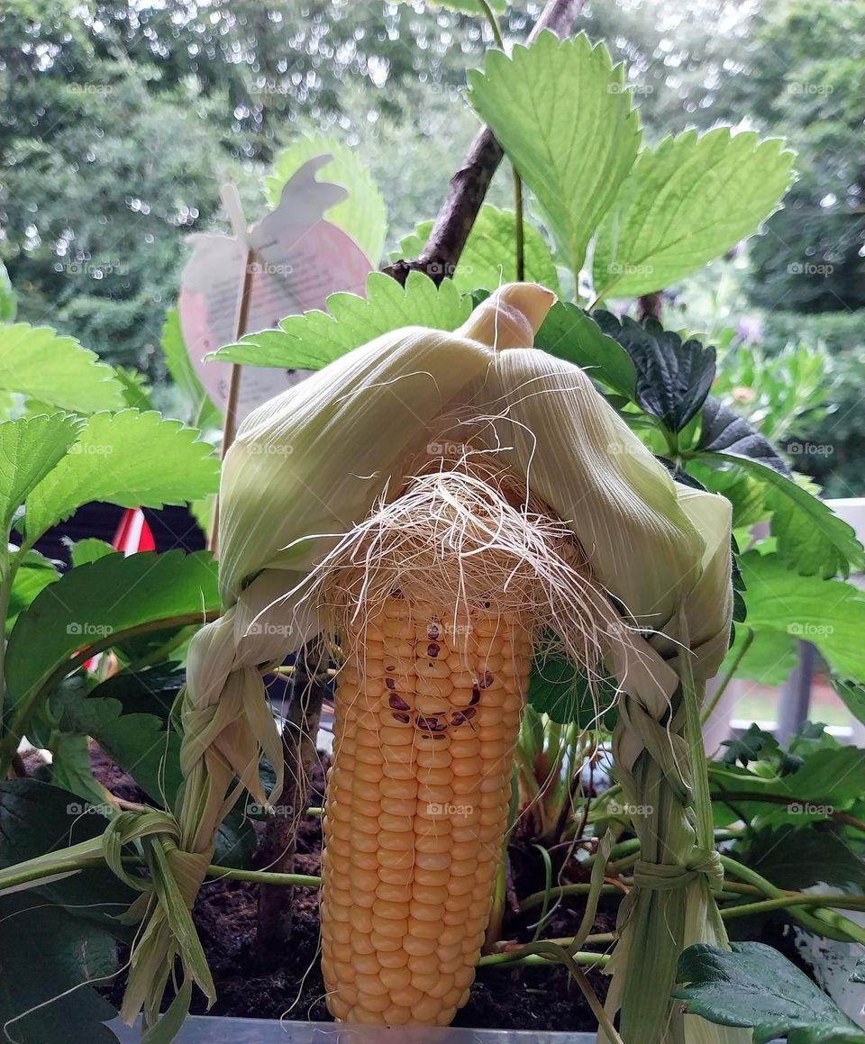 to play in the countryside