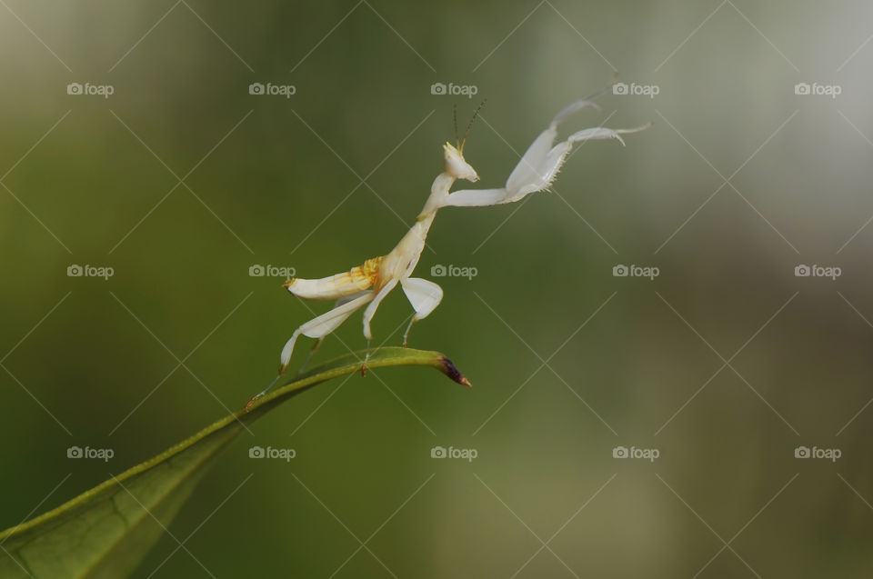 Orchid Mantis