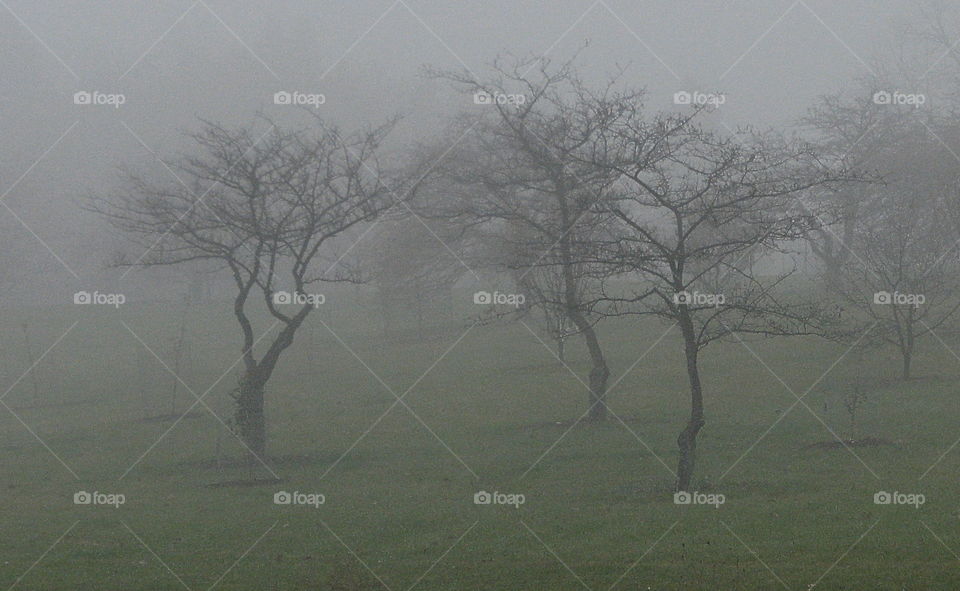 Three trees in mist