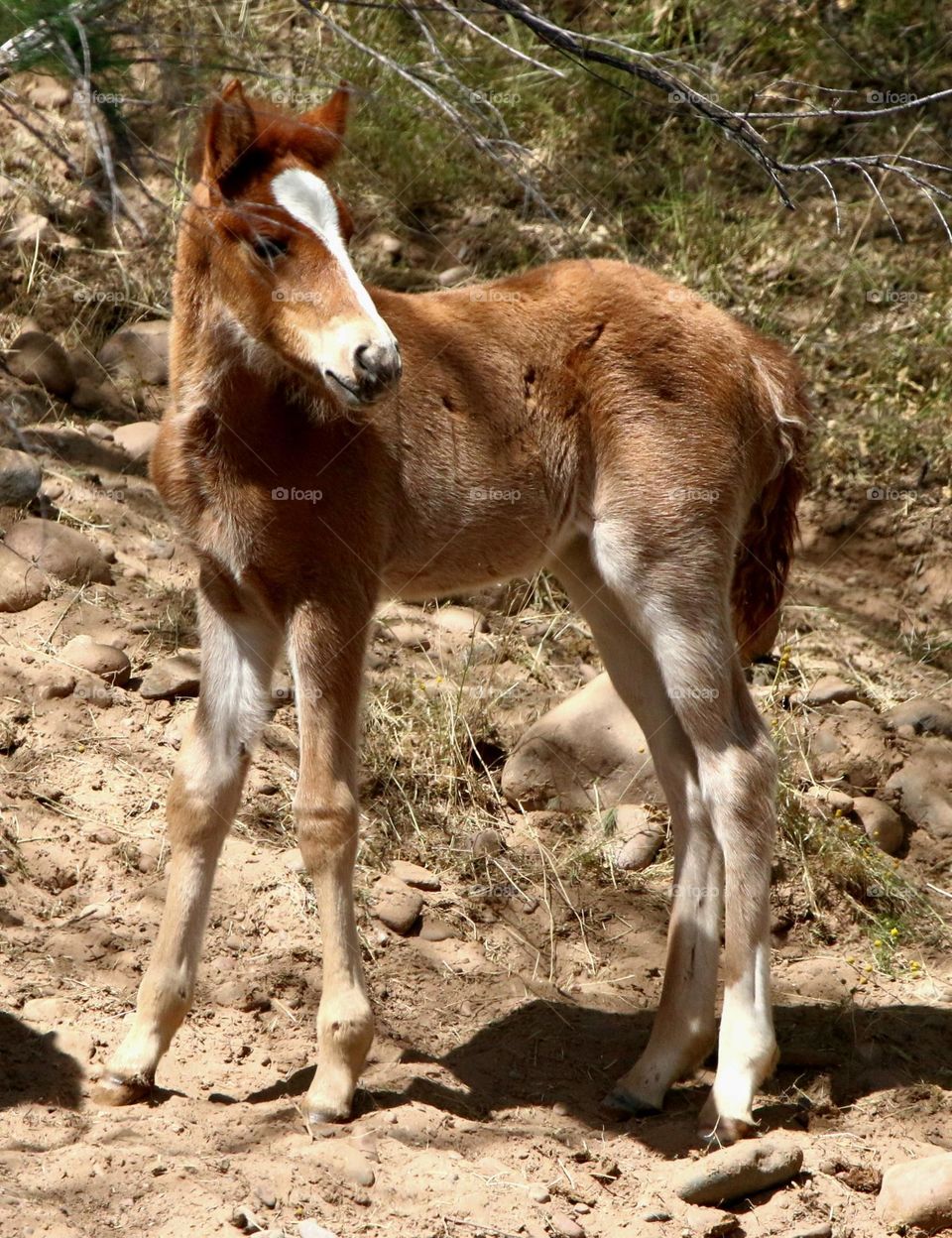 Salt River Wild Horse Filly